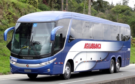 aguia-branca