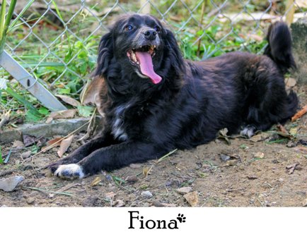 FIONA