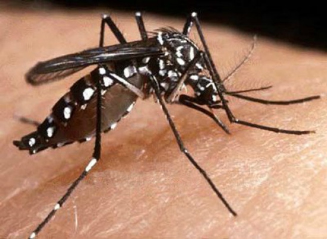 Ayuntamiento de Itapuna realizará esfuerzos conjuntos para frenar epidemia de dengue en la ciudad